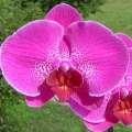 Phalaenopsis_siren_s_bel..JPG (3560 bytes)
