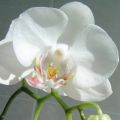 Phalaenopsis_white.JPG (3436 bytes)