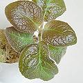 episcia_Golden_Embers.JPG (5038 bytes)