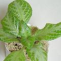 episcia_My_Precious.JPG (4425 bytes)